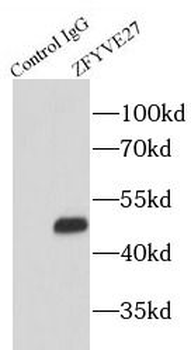 ZFYVE27 Rabbit Polyclonal Antibody