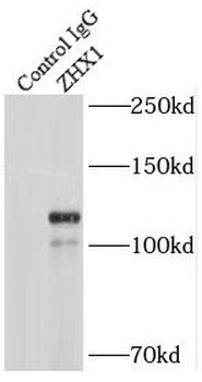 ZHX1 Rabbit Polyclonal Antibody