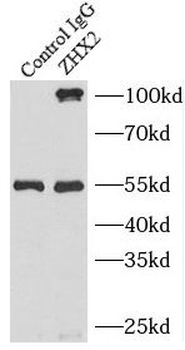ZHX2 Antibody