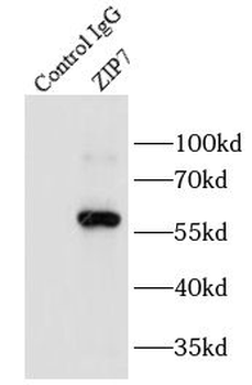 SLC39A7 Antibody