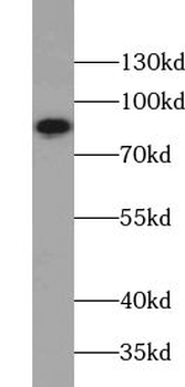 ZNF184 Rabbit Polyclonal Antibody
