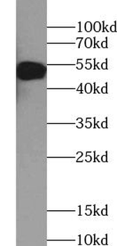 ZNF253 Rabbit Polyclonal Antibody