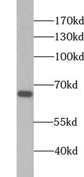 ZNF496 Antibody