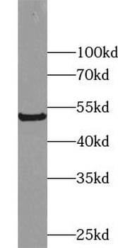 ZNF622 Rabbit Polyclonal Antibody