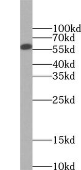 ZNF703 Rabbit Polyclonal Antibody
