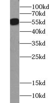 ZNF71 Rabbit Polyclonal Antibody