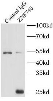 ZNF740 Rabbit Polyclonal Antibody