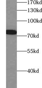 ZNF750 Rabbit Polyclonal Antibody