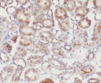 ZYX Mouse Monoclonal Antibody