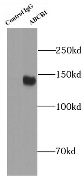 ABCB1 Antibody