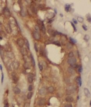 RPL29 Antibody