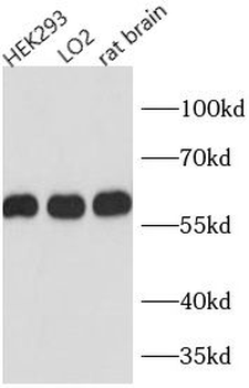 P4HB Mouse Monoclonal Antibody