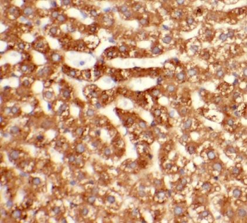 P4HB Mouse Monoclonal Antibody