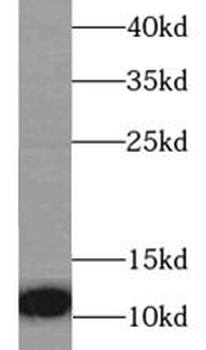 CXCL8 Antibody