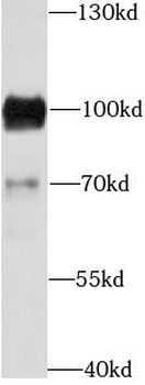 CD19 Antibody
