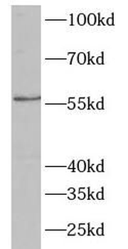 NECTIN1 Antibody