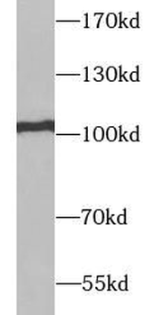 RAPGEF3 Rabbit Polyclonal Antibody