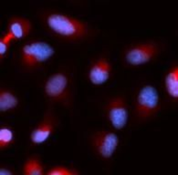 BIRC5 Antibody