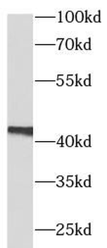 VEGFA Mouse Monoclonal Antibody