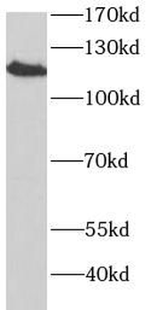 SELPLG Rabbit Polyclonal Antibody