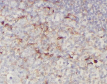 SELPLG Rabbit Polyclonal Antibody