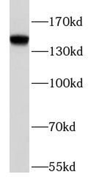 BRD1 Rabbit Polyclonal Antibody