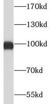 XPOT Rabbit Polyclonal Antibody