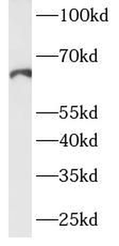 PTGS2 Mouse Monoclonal Antibody