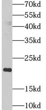 PPIC Rabbit Polyclonal Antibody