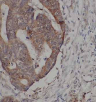 PPIC Rabbit Polyclonal Antibody