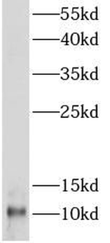 copeptin Rabbit Polyclonal Antibody