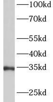 ANXA5 Antibody
