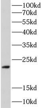PLN Antibody
