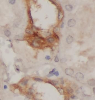 MX1 Rabbit Polyclonal Antibody