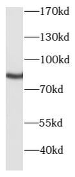 PRKCG Rabbit Polyclonal Antibody