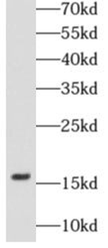 CASP3 Rabbit Polyclonal Antibody