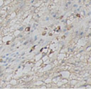 CASP1 Antibody