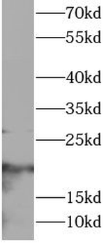 CD3E Antibody