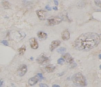 TNFAIP3 Antibody