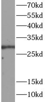 DDIT3 Antibody