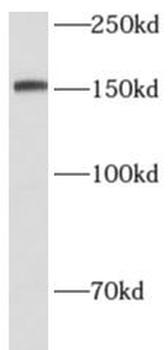 CD100 Mouse Monoclonal Antibody