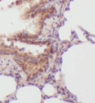MSI1 Antibody