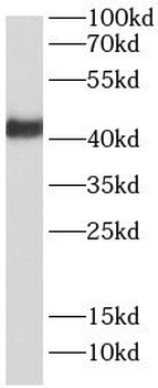 RNF34 Antibody