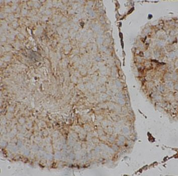 ORAI1 Rabbit Polyclonal Antibody