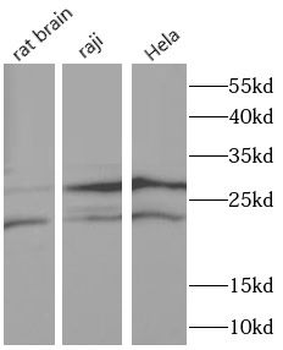 AICDA Antibody