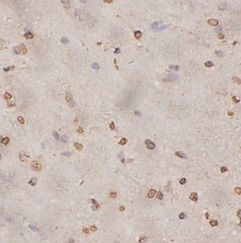 EGLN1 Rabbit Polyclonal Antibody
