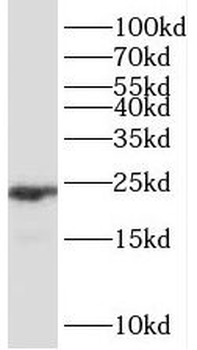 PPIB Antibody