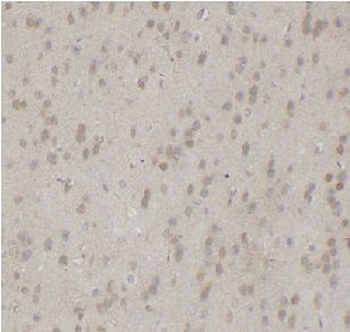 MAPK11 Antibody