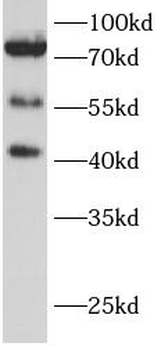 MAVS Antibody