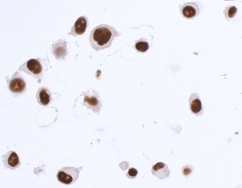 Rabbit anti-SOX10 Recombinant Monoclonal Antibody